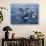Orca, Frederick Sound, Alaska, USA-Joe & Mary Ann McDonald-Photographic Print displayed on a wall