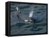 Orca, Frederick Sound, Alaska, USA-Joe & Mary Ann McDonald-Framed Stretched Canvas