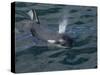 Orca, Frederick Sound, Alaska, USA-Joe & Mary Ann McDonald-Stretched Canvas