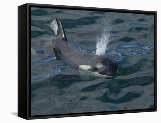 Orca, Frederick Sound, Alaska, USA-Joe & Mary Ann McDonald-Framed Stretched Canvas