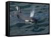 Orca, Frederick Sound, Alaska, USA-Joe & Mary Ann McDonald-Framed Stretched Canvas