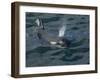 Orca, Frederick Sound, Alaska, USA-Joe & Mary Ann McDonald-Framed Premium Photographic Print