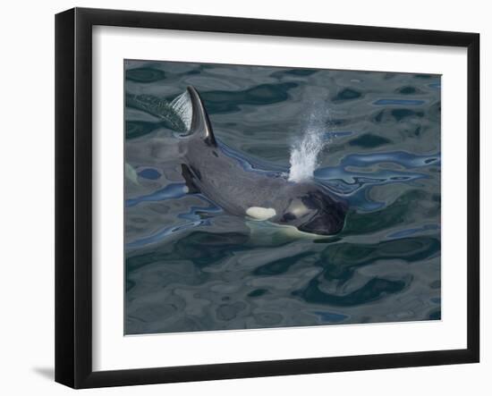 Orca, Frederick Sound, Alaska, USA-Joe & Mary Ann McDonald-Framed Premium Photographic Print