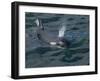 Orca, Frederick Sound, Alaska, USA-Joe & Mary Ann McDonald-Framed Premium Photographic Print