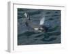 Orca, Frederick Sound, Alaska, USA-Joe & Mary Ann McDonald-Framed Premium Photographic Print