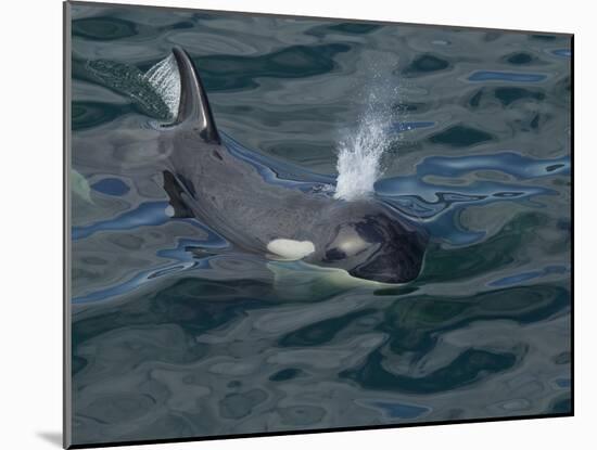 Orca, Frederick Sound, Alaska, USA-Joe & Mary Ann McDonald-Mounted Premium Photographic Print