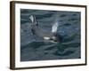 Orca, Frederick Sound, Alaska, USA-Joe & Mary Ann McDonald-Framed Photographic Print