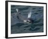 Orca, Frederick Sound, Alaska, USA-Joe & Mary Ann McDonald-Framed Photographic Print