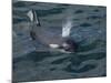 Orca, Frederick Sound, Alaska, USA-Joe & Mary Ann McDonald-Mounted Photographic Print