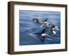 Orca, Frederick Sound, Alaska, USA-Joe & Mary Ann McDonald-Framed Photographic Print