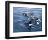 Orca, Frederick Sound, Alaska, USA-Joe & Mary Ann McDonald-Framed Photographic Print