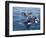 Orca, Frederick Sound, Alaska, USA-Joe & Mary Ann McDonald-Framed Photographic Print