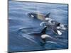 Orca, Frederick Sound, Alaska, USA-Joe & Mary Ann McDonald-Mounted Photographic Print