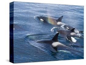 Orca, Frederick Sound, Alaska, USA-Joe & Mary Ann McDonald-Stretched Canvas