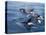 Orca, Frederick Sound, Alaska, USA-Joe & Mary Ann McDonald-Stretched Canvas