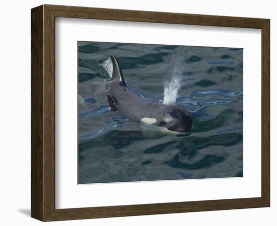 Orca, Frederick Sound, Alaska, USA-Joe & Mary Ann McDonald-Framed Photographic Print