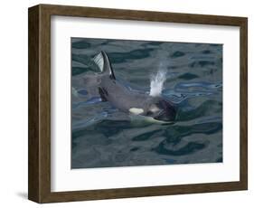 Orca, Frederick Sound, Alaska, USA-Joe & Mary Ann McDonald-Framed Photographic Print