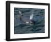 Orca, Frederick Sound, Alaska, USA-Joe & Mary Ann McDonald-Framed Photographic Print