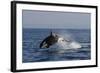 Orca Jumping-Lantern Press-Framed Art Print