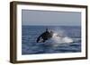 Orca Jumping-Lantern Press-Framed Art Print