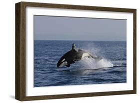 Orca Jumping-Lantern Press-Framed Art Print