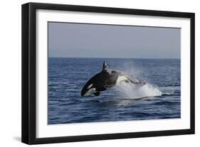 Orca Jumping-Lantern Press-Framed Art Print