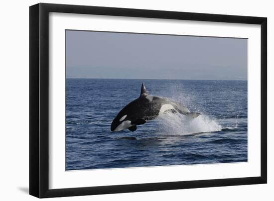 Orca Jumping-Lantern Press-Framed Art Print