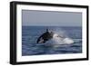 Orca Jumping-Lantern Press-Framed Art Print