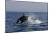 Orca Jumping-Lantern Press-Mounted Art Print