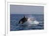 Orca Jumping-Lantern Press-Framed Premium Giclee Print