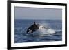 Orca Jumping-Lantern Press-Framed Premium Giclee Print