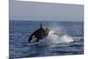 Orca Jumping-Lantern Press-Mounted Premium Giclee Print