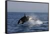 Orca Jumping-Lantern Press-Framed Stretched Canvas