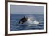 Orca Jumping-Lantern Press-Framed Art Print