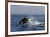 Orca Jumping-Lantern Press-Framed Art Print