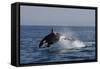 Orca Jumping-Lantern Press-Framed Stretched Canvas