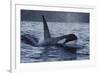 Orca - Killer Whale (Orcinus Orca) Surfacing, Senja, Troms County, Norway, Scandinavia, January-Widstrand-Framed Photographic Print