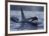 Orca - Killer Whale (Orcinus Orca) Surfacing, Senja, Troms County, Norway, Scandinavia, January-Widstrand-Framed Photographic Print