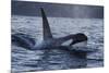 Orca - Killer Whale (Orcinus Orca) Surfacing, Senja, Troms County, Norway, Scandinavia, January-Widstrand-Mounted Photographic Print