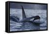 Orca - Killer Whale (Orcinus Orca) Surfacing, Senja, Troms County, Norway, Scandinavia, January-Widstrand-Framed Stretched Canvas