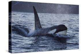 Orca - Killer Whale (Orcinus Orca) Surfacing, Senja, Troms County, Norway, Scandinavia, January-Widstrand-Stretched Canvas