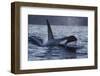 Orca - Killer Whale (Orcinus Orca) Surfacing, Senja, Troms County, Norway, Scandinavia, January-Widstrand-Framed Photographic Print