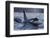 Orca - Killer Whale (Orcinus Orca) Surfacing, Senja, Troms County, Norway, Scandinavia, January-Widstrand-Framed Photographic Print