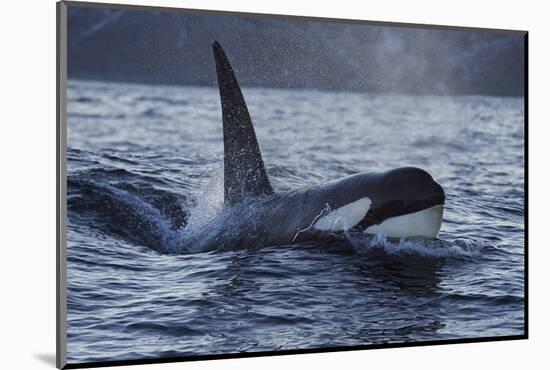 Orca - Killer Whale (Orcinus Orca) Surfacing, Senja, Troms County, Norway, Scandinavia, January-Widstrand-Mounted Photographic Print