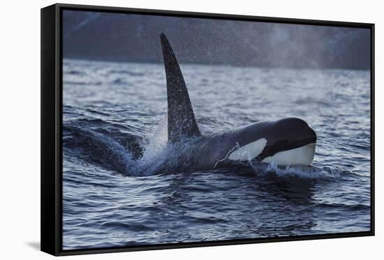 Orca - Killer Whale (Orcinus Orca) Surfacing, Senja, Troms County, Norway, Scandinavia, January-Widstrand-Framed Stretched Canvas