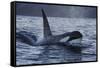 Orca - Killer Whale (Orcinus Orca) Surfacing, Senja, Troms County, Norway, Scandinavia, January-Widstrand-Framed Stretched Canvas