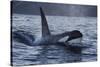 Orca - Killer Whale (Orcinus Orca) Surfacing, Senja, Troms County, Norway, Scandinavia, January-Widstrand-Stretched Canvas