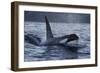 Orca - Killer Whale (Orcinus Orca) Surfacing, Senja, Troms County, Norway, Scandinavia, January-Widstrand-Framed Photographic Print
