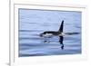 Orca Off the Coast of the Snaefellsnes Peninsula, Grundarfjordur, Iceland,-William Gray-Framed Photographic Print