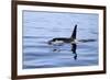 Orca Off the Coast of the Snaefellsnes Peninsula, Grundarfjordur, Iceland,-William Gray-Framed Photographic Print